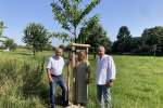 Gestifteter Familienbaum in der Gillbachaue